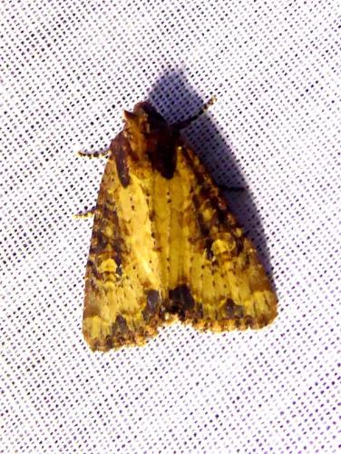 Réf. 305 019 : Mesapamea sp.